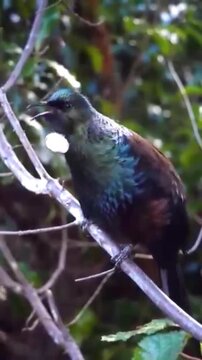 Tui bird perched on a tree branch in a lush forest environment