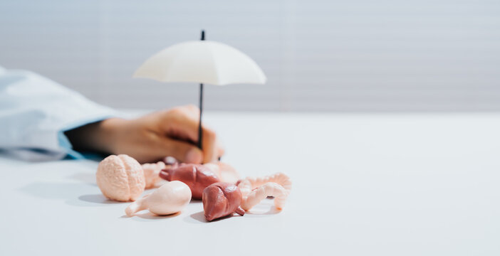 Health insurance concept with human liver model under protective umbrella to symbolize safety and medical care for internal organ