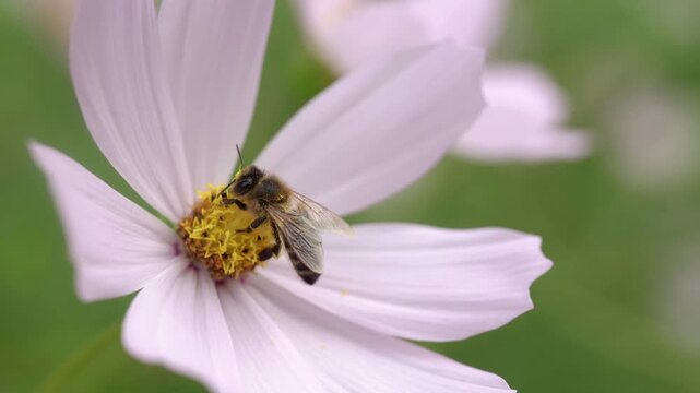 Close-up macro footage of a bee resting on the center of a delicate pink cosmos flower