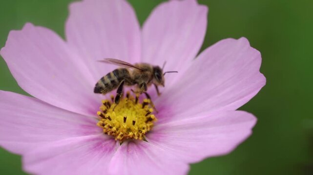 Detailed macro footage of a honey bee feeding on a pink cosmos flower and collecting nectar. Close-up view of the insect surrounded by delicate pink petals against a soft green background