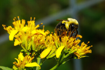 Macro shot of a bumblebee covered in pollen actively foraging on yellow goldenrod flowers. © SFarms