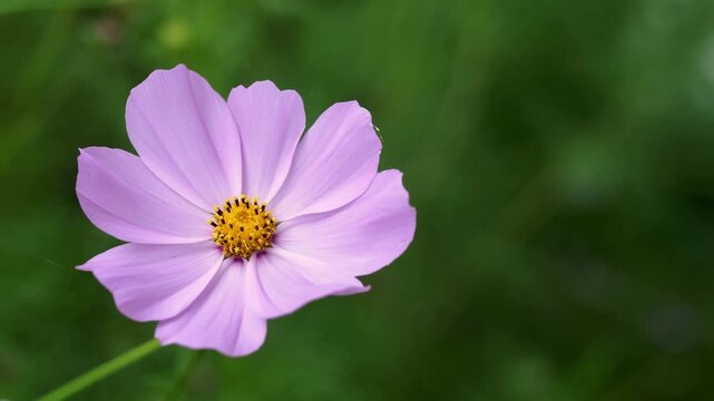 Beautiful pink cosmos flower gently moving in a light breeze against a soft green natural background. Peaceful 4K close-up footage with shallow depth of field and generous copy space