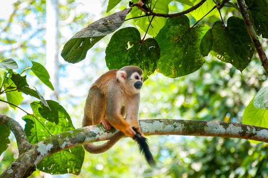 A small squirrel monkey sits on a mossy tree branch in a lush tropical forest environment while holding its long dark tail with its hand