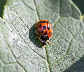 Multicolored Asia lady beetle, Harmonia axyridis, UK, an invasiv species. © joe888