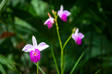 Purple Orchid Flowers in the Amazon Rainforest of Ecuador © Yessstockphoto