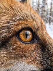 Obraz premium Extreme close-up of a fox eye in russet fur. Wildlife portrait with winter woodland reflected in the iris. Animal vision and observation concept. Nature study of wildlife. Macro detail.