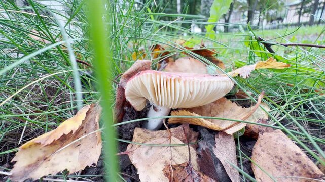 A pink russula mushroom grows among autumn leaves and grass in Pushkin, Saint Petersburg. This serene scene brings a peaceful sense of wonder to the forest floor.