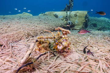 Beechcraft RU-21A Aircraft Wreck Dive in Anavyssos Bay © Evgenios