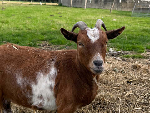 Brown and white goat with curved horns standing in a grassy farm enclosure beside scattered straw