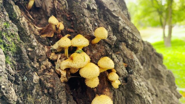 Golden scalycap mushrooms sprout from a rough tree trunk in Pushkin, Saint Petersburg. The warm scene fills the quiet park with a cozy sense of wonder and calm.