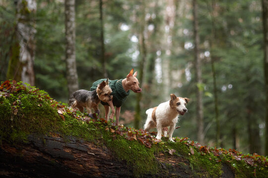 Three small dogs, including a Jack Russell, Yorkshire Terrier, and American Hairless Terrier, walk in a row on a moss-covered log in the forest. They wear sweaters and move with focus.