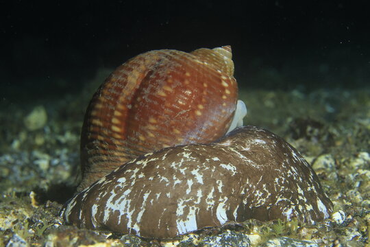 Giant tun sea snail shell macro crawling on ocean floor