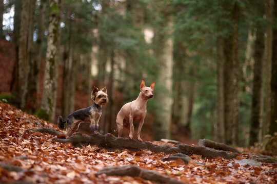 Two small dogs, a Yorkshire Terrier and an American Hairless Terrier, stand on a leaf-covered forest floor. The terriers are alert and facing the same direction.