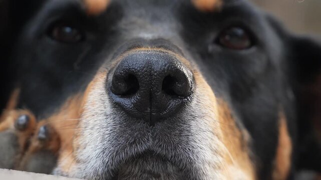 Wet black leather nose of a domestic guard dog pet resembling a Rottweiler, Beauceron smelling air outdoors. Brave faithful companion watchdog sniffing, breathing, and protecting territory in a yard. 