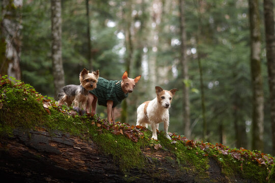 Three dogs of different breeds walk together in the forest on a moss-covered log. The background shows soft vertical trees and natural light.