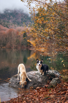 A black and white Corgi and a mixed breed dog stand at the edge of a rock by the lake. The background is soft and filled with orange foliage.
