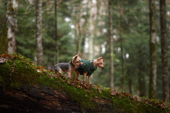 A pair of terriers walk along a fallen mossy tree trunk in a green forest. The light filtering through trees adds warmth to the forest setting.
