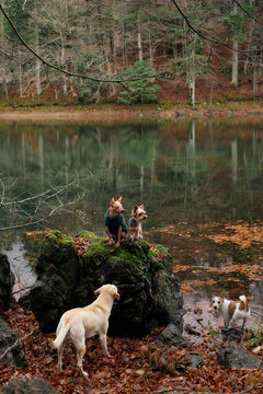 An American Hairless Terrier and a Yorkshire Terrier walk across fallen leaves in a quiet woodland. The dogs wear jackets and explore the base of tall trees.