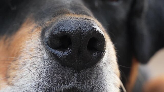 Wet black leather nose of a domestic guard dog pet resembling a Rottweiler, Beauceron smelling air outdoors. Brave faithful companion watchdog sniffing, breathing, and protecting territory in a yard. 