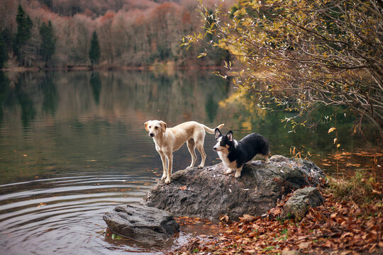 Two dogs, a mixed breed and a Corgi, stand on a large rock surrounded by water and forest reflection. The autumn scene is still and beautifully colored.