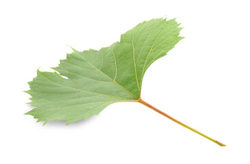Obraz premium One green grape leaf isolated on white