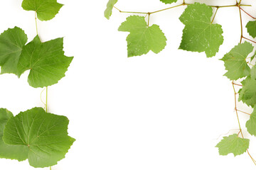 Obraz premium Grape branch with leaves isolated on white