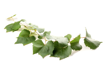 Obraz premium Grape branch with leaves isolated on white