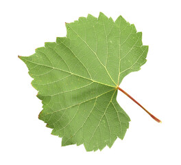 Obraz premium One green grape leaf isolated on white