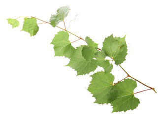 Obraz premium Grape branch with leaves isolated on white
