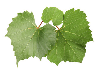 Obraz premium Green grape plant leaves isolated on white