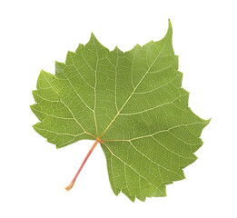 Obraz premium One green grape leaf isolated on white