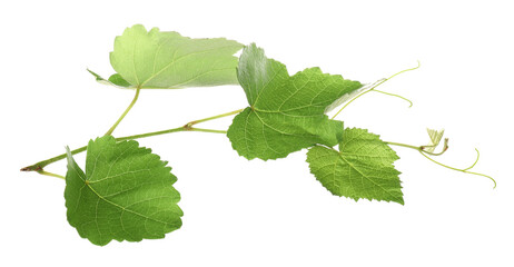 Obraz premium Grape branch with leaves isolated on white