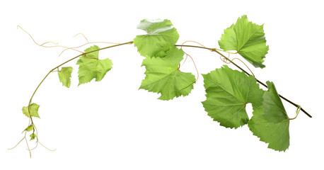 Obraz premium Grape branch with leaves isolated on white