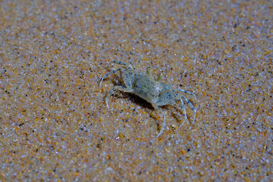 Ghost crab camouflaged on sandy beach