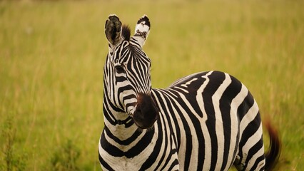 Portrait of endangered Grevy´s zebra in bush, Africa © Peter