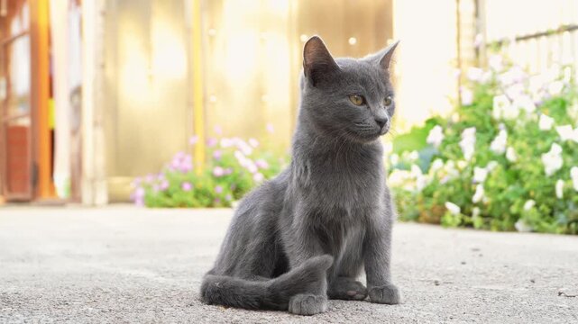 Cute gray domestic kitten pet resembling a Russian Blue cat sitting on a concrete path outdoors, looking around, scratching and grooming fur. Adorable shorthand companion animal wash body care. 