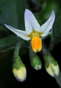 Schwarzer Nachtschatten, Solanum nigrum. Bl&uuml;te der Ruderalpflanze mit den markanten, leuchtend gelben Staubbeuteln  in Nahaufnahme. Alle Teile der Pflanze sind giftig. 
 