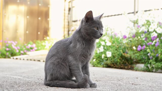 Cute gray domestic kitten pet resembling a Russian Blue cat sitting on a concrete path outdoors, looking around, scratching and grooming fur. Adorable shorthand companion animal wash body care. 