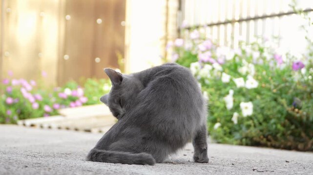 Cute gray domestic kitten pet resembling a Russian Blue or Korat cat sitting on a concrete pathway street outdoors and licking its soft fur coat. Adorable young shorthand companion animal cleaning. 