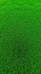 Fototapeta premium Seamless Aerial Top View Texture of Green Sports Field Grass Pitch for Golf, Soccer, Football or Rugby Background