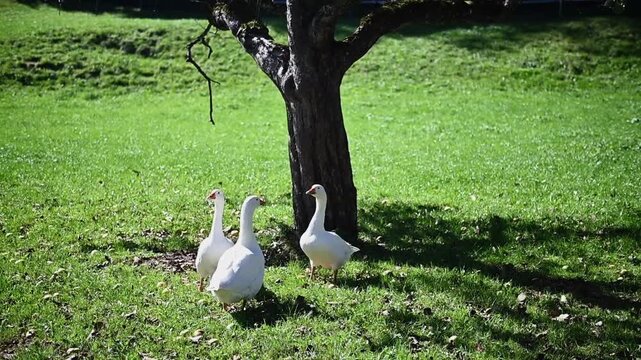 Three white domestic geese standing in sunlit green grass beneath a mature tree at Ballenberg Open Air Museum.