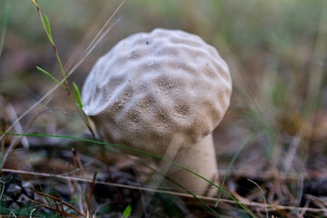 mushroom in the grass © Rolands
