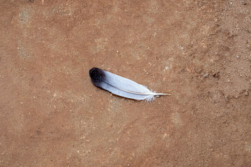 Single bird feather resting on soil ground. This minimalist image is perfect for symbolic, nature, and environmental-themed concepts. © ismailgazel