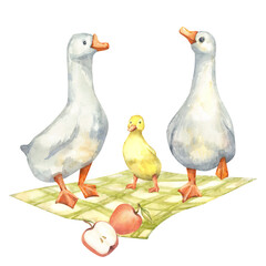 Watercolor clipart of white geese and duckling with apples on a plaid blanket. Hand-drawn cottagecore illustration for design printing on textiles, posters, postcards and children's rooms. © Mila