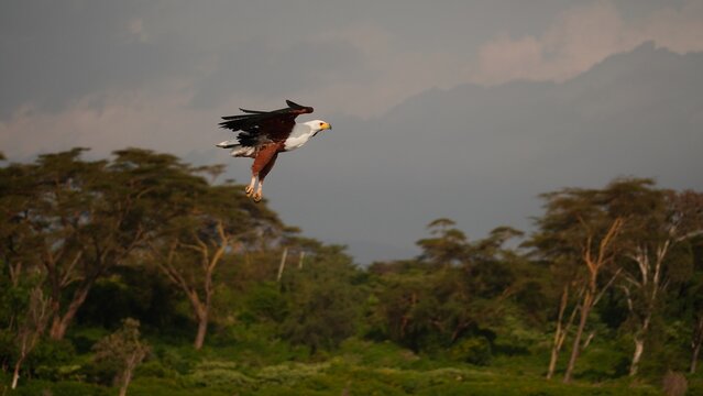 Majestic African fish eagle use talons for hunting in Lake Naivasha, Africa 