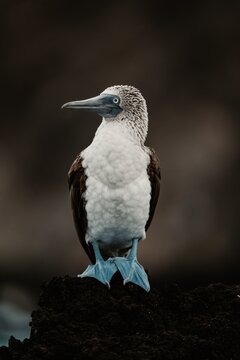 A blue-footed booby stands tall on volcanic rock, its feet the only bright color in the frame.