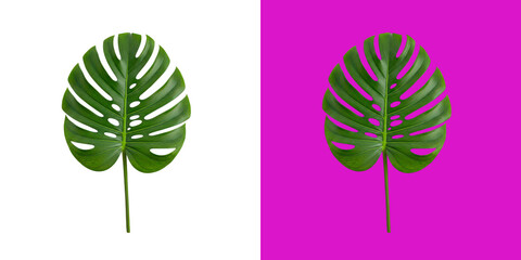 Two green monstera leaves on pink background transparent png © Abu