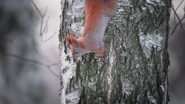 Red Squirrel Pausing Head Down Before Climbing Lower