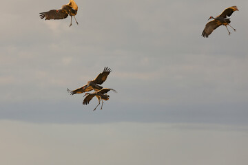 Obraz premium Sandhill Cranes arriving at a communal roost at dusk.