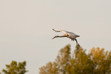 Obraz premium Sandhill Crane in flight during landing.